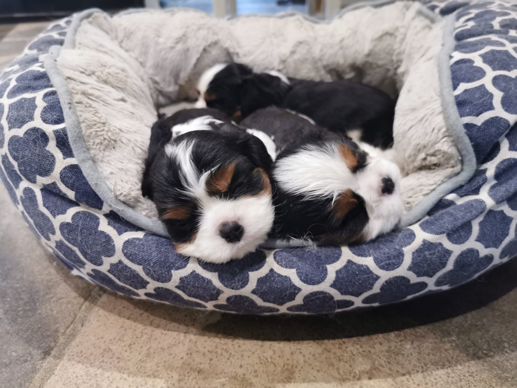 chiot Cavalier King Charles Spaniel De Maridou